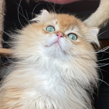 chat British Longhair black golden shell Teddy Chatterie Nekobaa chat British Longhair black golden shell Teddy Chatterie Nekobaa