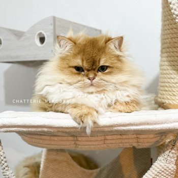 chat British Longhair black golden shell Teddy Chatterie Nekobaa chat British Longhair black golden shell Teddy Chatterie Nekobaa