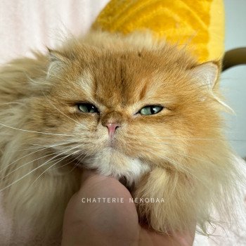 chat British Longhair black golden shell Teddy Chatterie Nekobaa chat British Longhair black golden shell Teddy Chatterie Nekobaa