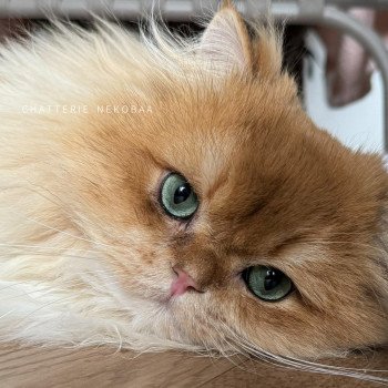 chat British Longhair black golden shell Teddy Chatterie Nekobaa chat British Longhair black golden shell Teddy Chatterie Nekobaa