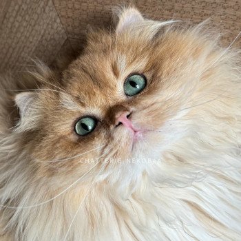chat British Longhair black golden shell Teddy Chatterie Nekobaa chat British Longhair black golden shell Teddy Chatterie Nekobaa