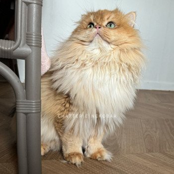 chat British Longhair black golden shell Teddy Chatterie Nekobaa chat British Longhair black golden shell Teddy Chatterie Nekobaa