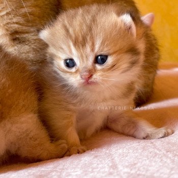 chaton British Longhair black golden Umeko Chatterie Nekobaa