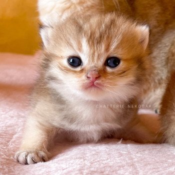 chaton British Longhair black golden Umeko Chatterie Nekobaa