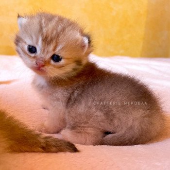 chaton British Longhair black golden Umeko Chatterie Nekobaa