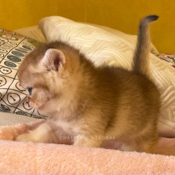 chaton British Longhair black golden Umeko Chatterie Nekobaa