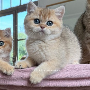 chaton British Shorthair black golden shaded Umeko Chatterie Nekobaa