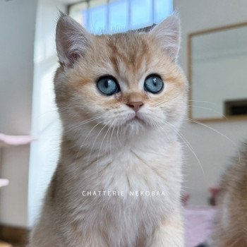 chaton British Shorthair black golden shaded Umeko Chatterie Nekobaa