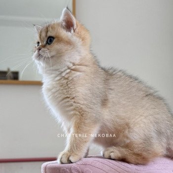 chaton British Shorthair black golden shaded Umeko Chatterie Nekobaa