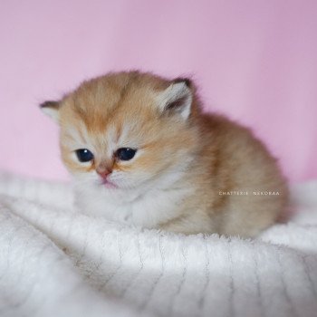 chaton British Longhair black golden shaded Umeo Chatterie Nekobaa