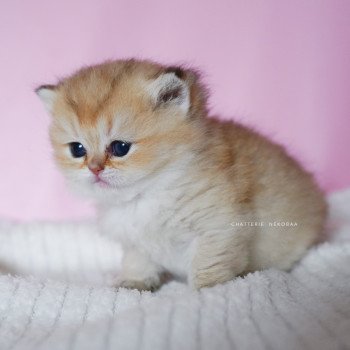 chaton British Longhair black golden shaded Umeo Chatterie Nekobaa