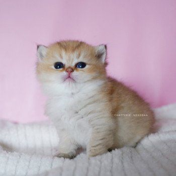 chaton British Longhair black golden shaded Umeo Chatterie Nekobaa