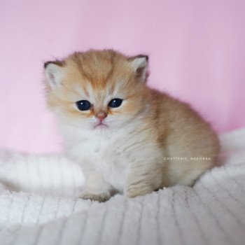 chaton British Longhair black golden shaded Umeo Chatterie Nekobaa