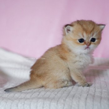 chaton British Longhair black golden shaded Umeo Chatterie Nekobaa
