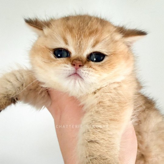 Umeo Mâle British Shorthair