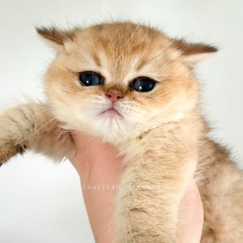 Umeo Mâle British Shorthair