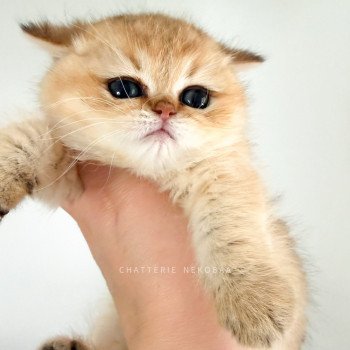 chaton British Shorthair black golden shaded Umeo Chatterie Nekobaa