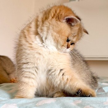 chaton British Shorthair black golden shaded Meow Chatterie Nekobaa