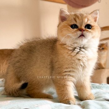 chaton British Shorthair black golden shaded Meow Chatterie Nekobaa