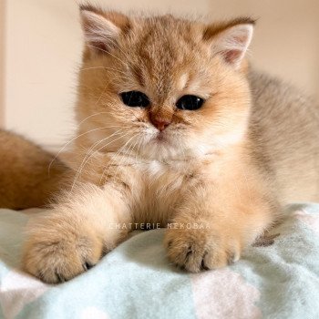 chaton British Shorthair black golden shaded Meow Chatterie Nekobaa