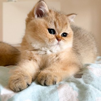 chaton British Shorthair black golden shaded Meow Chatterie Nekobaa