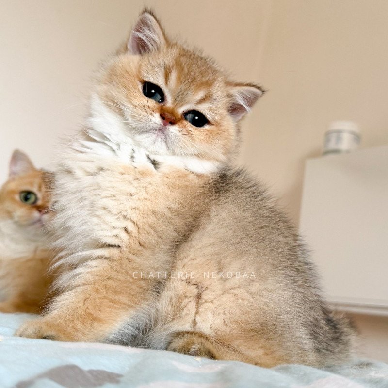 Meow Mâle British Shorthair