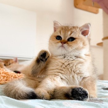 chaton British Shorthair black golden shaded Meow Chatterie Nekobaa