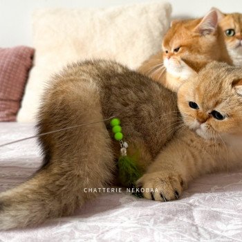 chaton British Shorthair black golden shaded Meow Chatterie Nekobaa