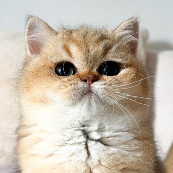 chaton British Shorthair black golden shaded Meow Chatterie Nekobaa