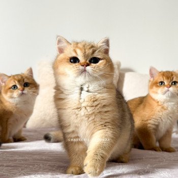 chaton British Shorthair black golden shaded Meow Chatterie Nekobaa