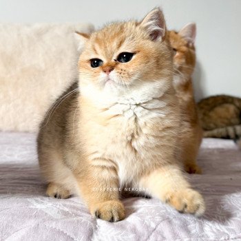 chaton British Shorthair black golden shaded Meow Chatterie Nekobaa