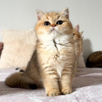 chaton British Shorthair black golden shaded Meow Chatterie Nekobaa