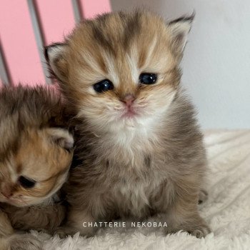 chaton British Longhair black golden shaded Wanchoi Chatterie Nekobaa