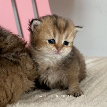 chaton British Longhair black golden shaded Wanchoi Chatterie Nekobaa