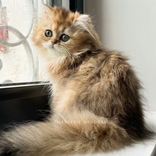 Wilo Wanchoi Femelle British Longhair