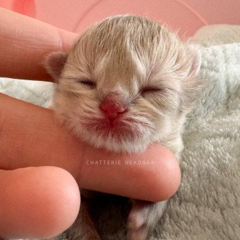 chaton British Longhair blue golden shaded Waraji Chatterie Nekobaa