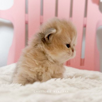 chaton British Longhair blue golden shaded Waraji Chatterie Nekobaa