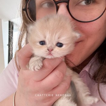 chaton British Longhair blue golden shaded Waraji Chatterie Nekobaa