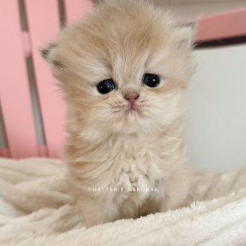 chaton British Longhair blue golden shaded Waraji Chatterie Nekobaa