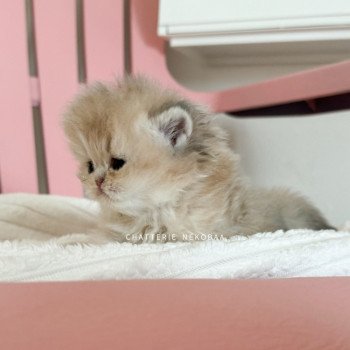 chaton British Longhair blue golden shaded Waraji Chatterie Nekobaa