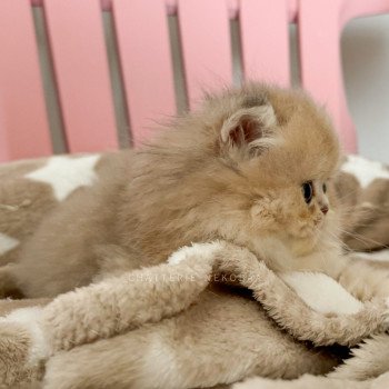 chaton British Longhair blue golden shaded Waraji Chatterie Nekobaa