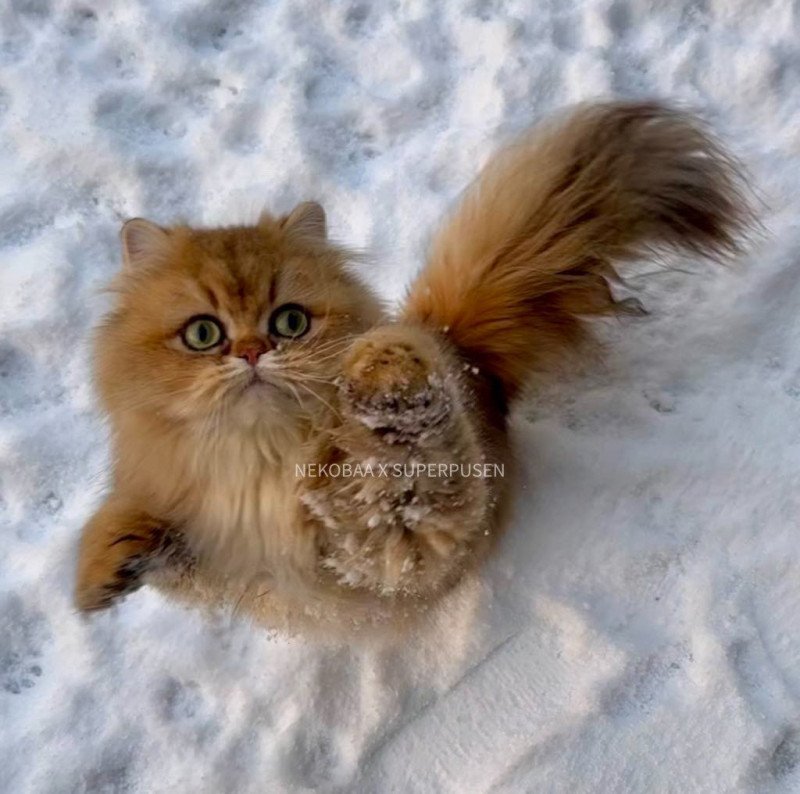 Winnie the Honey Femelle British Longhair