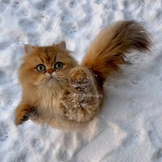 Winnie the Honey Femelle British Longhair