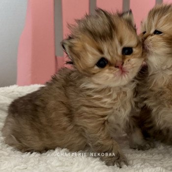 chaton British Longhair black golden shaded Winry T Chatterie Nekobaa