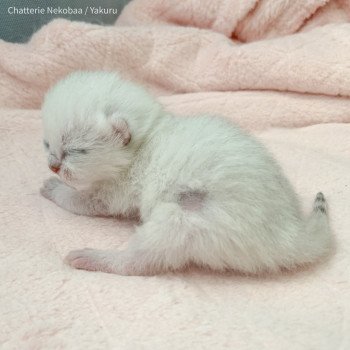 chaton British Longhair silver shaded Yakuru Chatterie Nekobaa