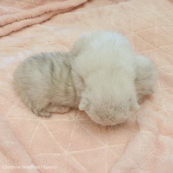 chaton British Shorthair black silver shaded Yakuru Chatterie Nekobaa