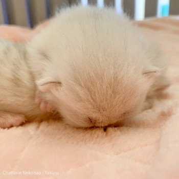 chaton British Shorthair black silver shaded Yakuru Chatterie Nekobaa