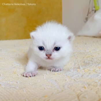 chaton British Shorthair black silver shaded Yakuru Chatterie Nekobaa