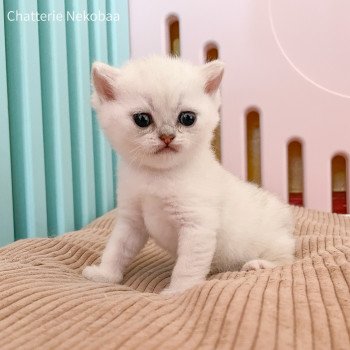 chaton British Shorthair black silver shaded Yakuru Chatterie Nekobaa