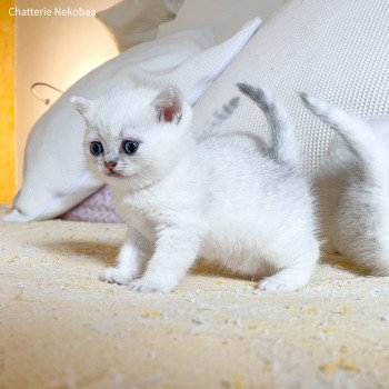 chaton British Shorthair black silver shaded Yakuru Chatterie Nekobaa